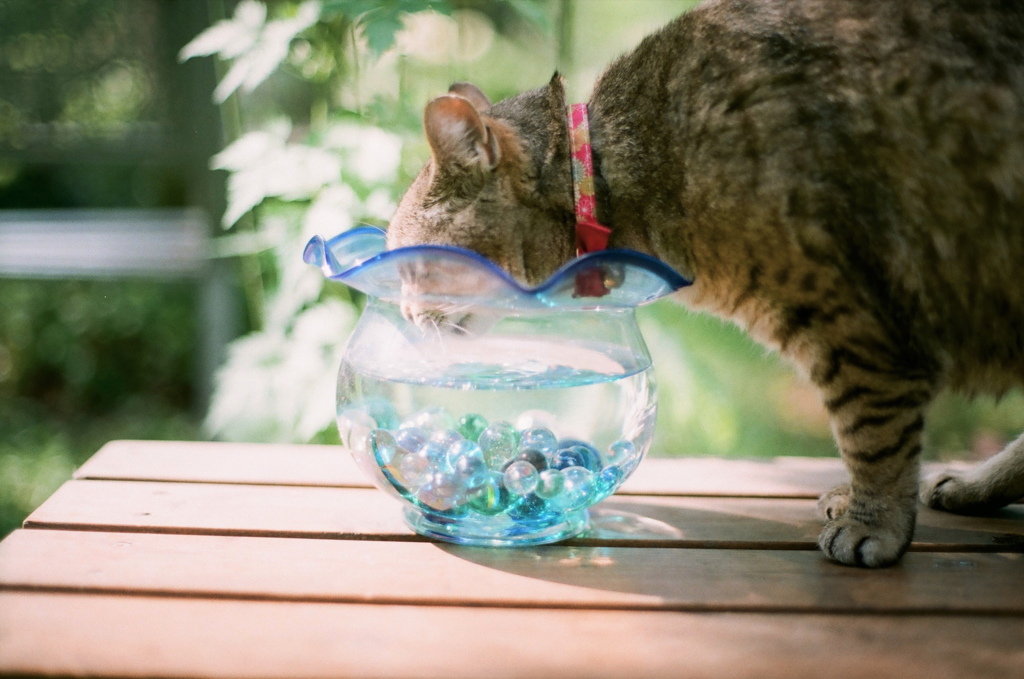 金魚鉢と猫**