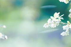 ブルーベリーの風が吹く*