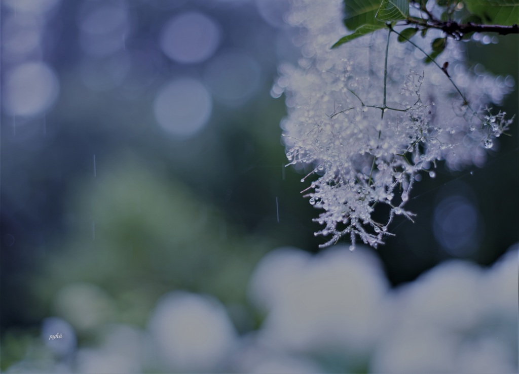 夜明けの雨はミルク色*