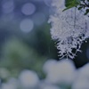 夜明けの雨はミルク色*