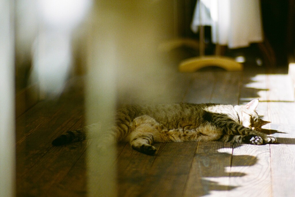 film・縁側ニャン*