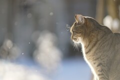 見えないものの鼓動*