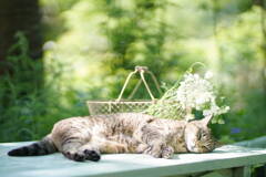 Daydream Believer*