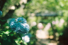 film・紫陽花Honesty*
