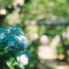 film・紫陽花Honesty*