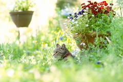 Garden*