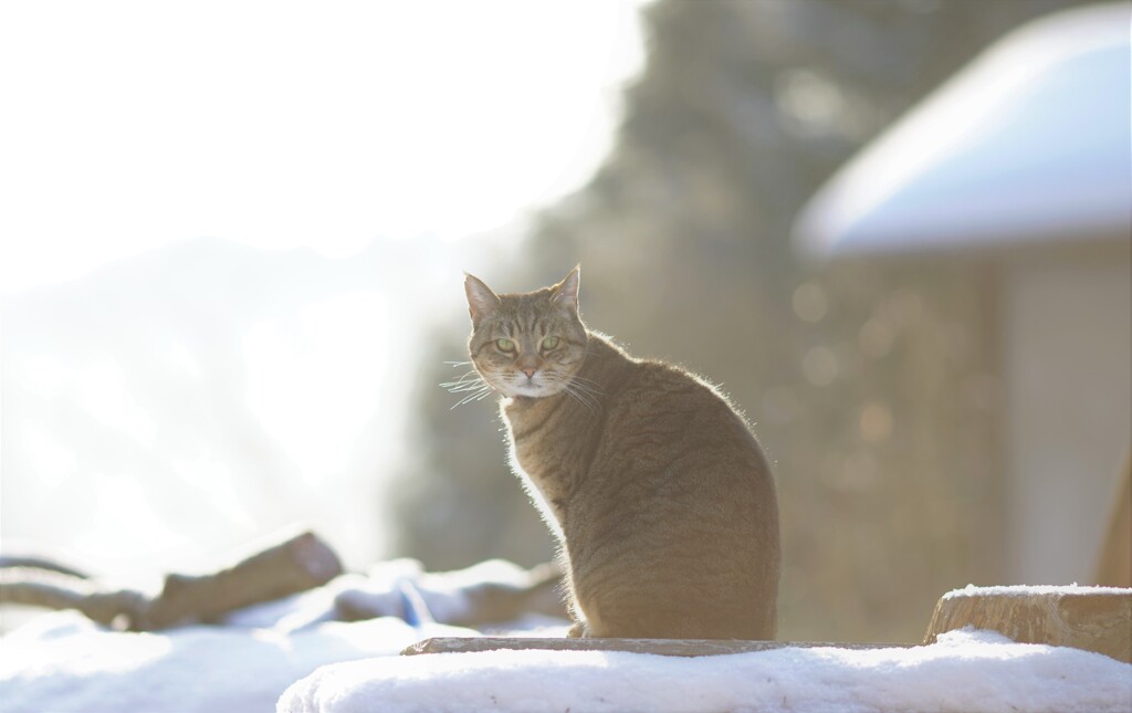 何もなかったように*