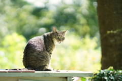 ようやく衣替えしました* ようやく衣替えしました*