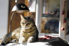 Wonderful ChristmastimeѰ*･●･*Ѱ*