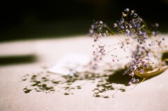 film・点描の唄*