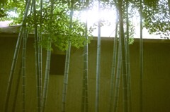 film・Bamboo shoots*