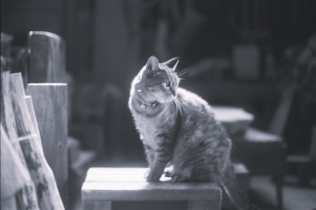 film・朝のAtelier*