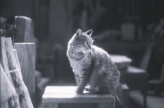 film・朝のAtelier*