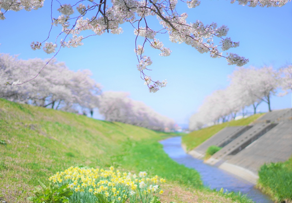 お花見ランチ*