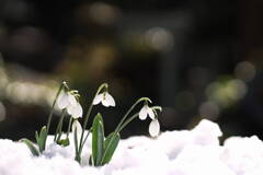 Snowdrop*