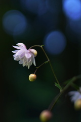 Fairy Forest*