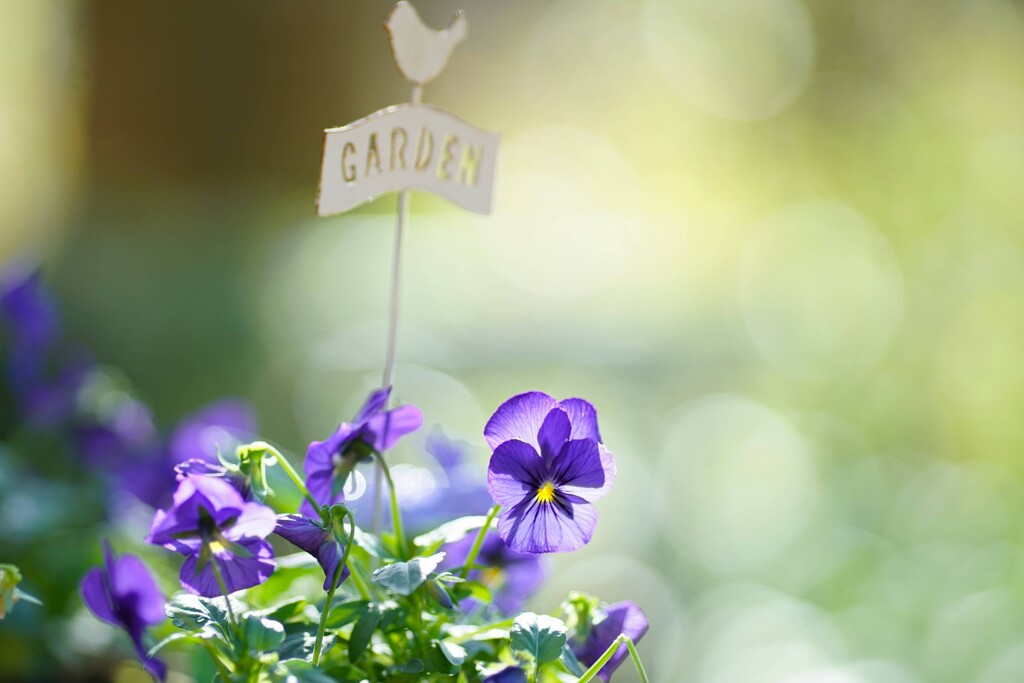 愛は花のように*