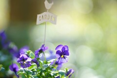 愛は花のように*