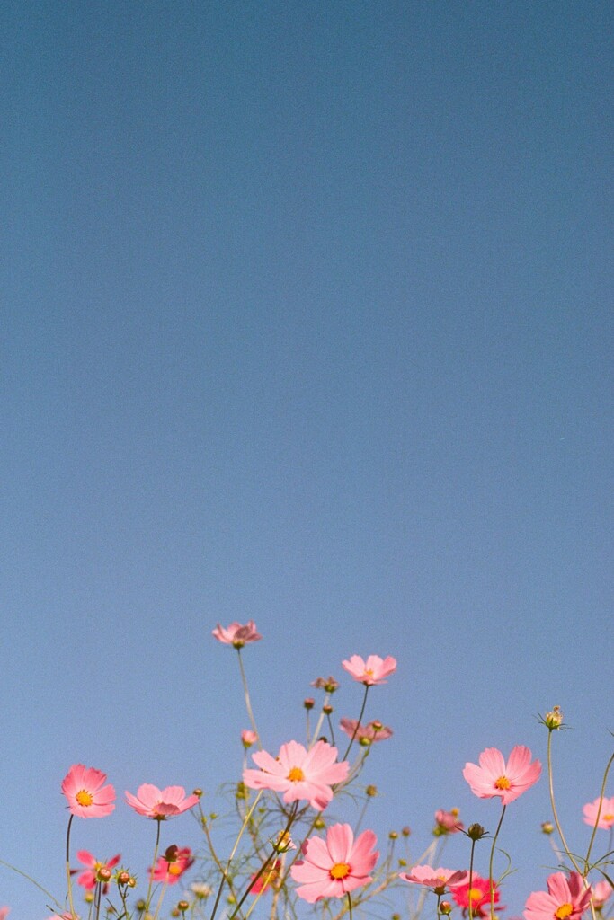 film・天高く*