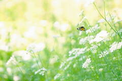 Refreshing Breeze*