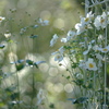 Autumn Songs*