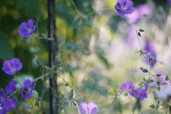 Cranesbill*