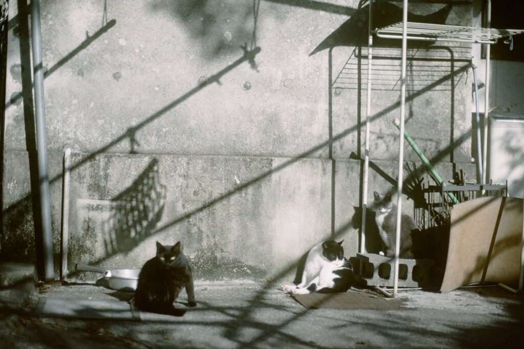 film・きっとGoodな朝*