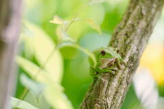 Forest Green Tree Frog*