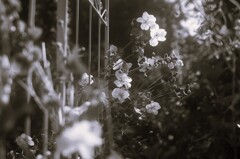film・Autumn Flowers*