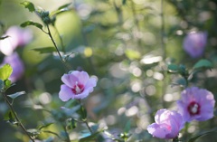 Rose of Sharon*