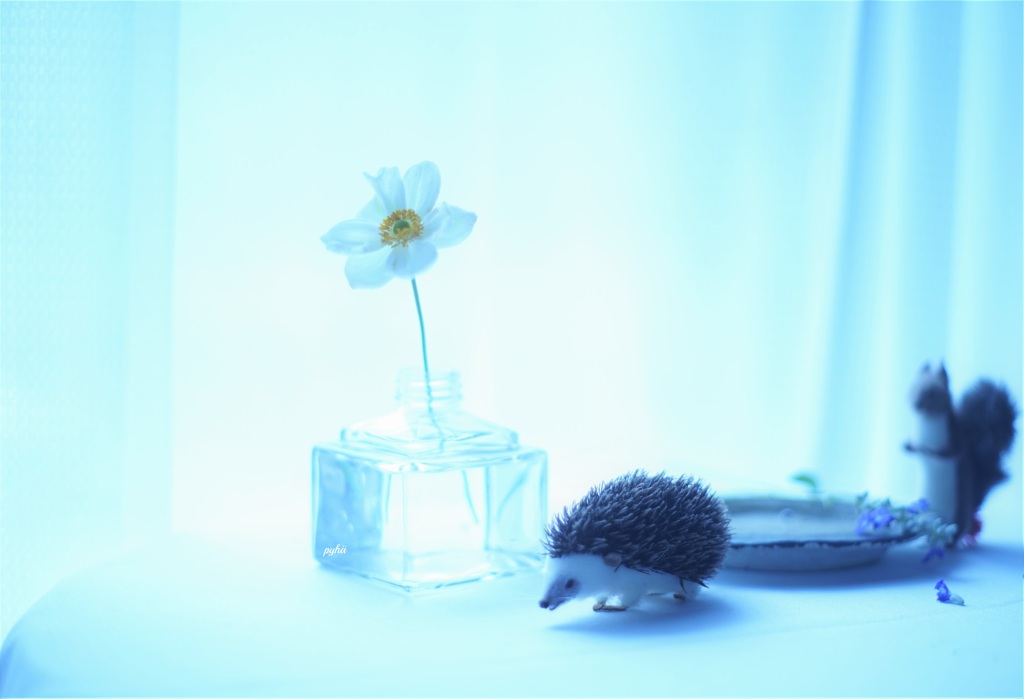 Hedgehog*