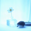 Hedgehog*