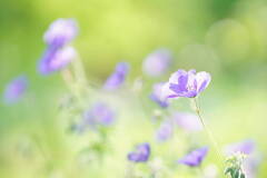 Purple Wind*