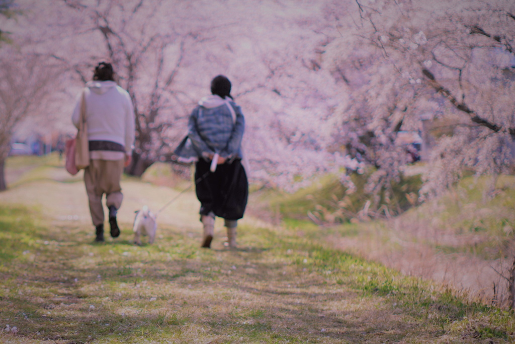 Cherry blossoms are in full bloom*