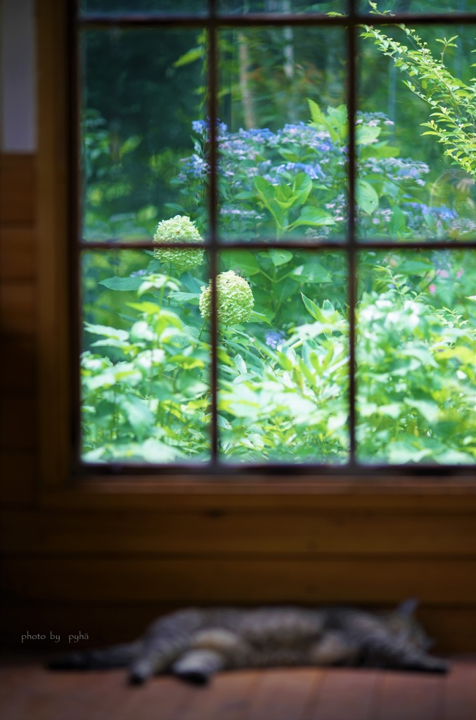 Hydrangea*
