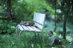 夏模様の猫*