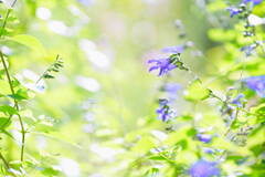 Autumn breeze*