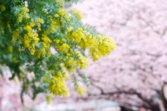 film・春色の雨です*
