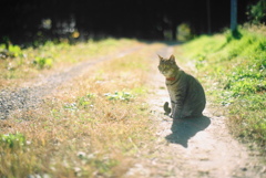 film・November Cat*