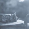 film・The peaceful atmosphere of autumn *