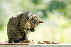 Fallen leaves*