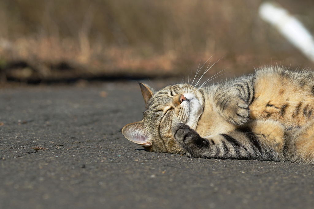 ねこやすめ*
