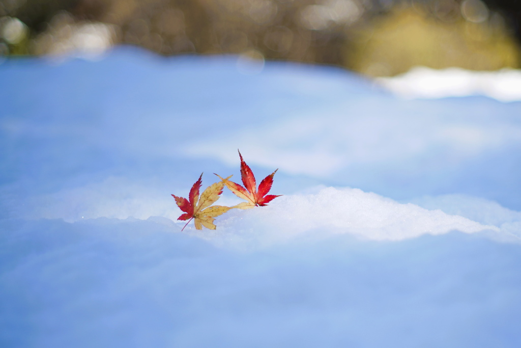 病めるときも健やかなるときも　雪の日も*