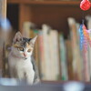 初じゃらし*