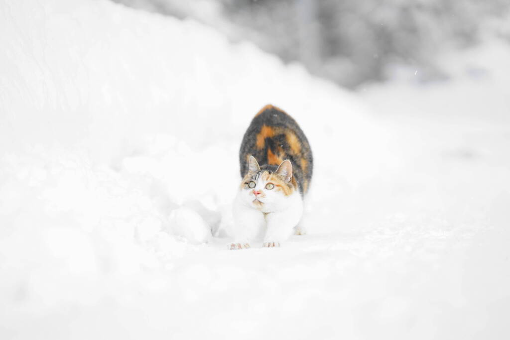 冬季ニャンリンピック開幕*