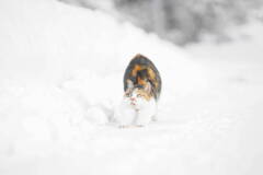 冬季ニャンリンピック開幕*