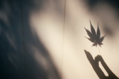 film・Autumn Leaves*