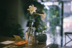 film・flower*