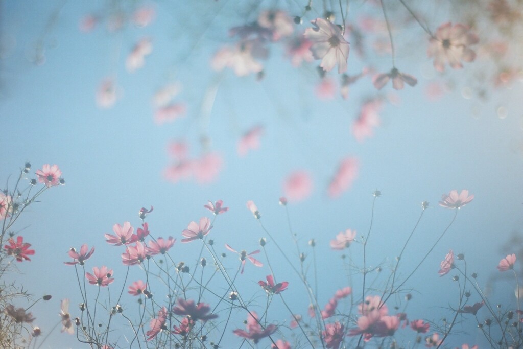 film・Dream*