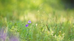 あるがまま雑草として芽をふく*